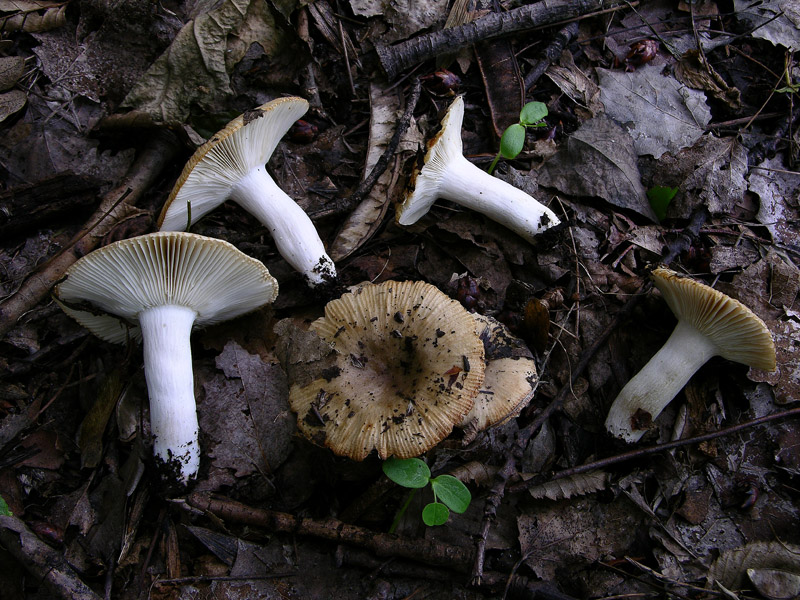 Russula insignis e Russula praetervisa a confronto.